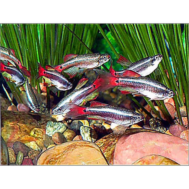 TEMPERATE (COOLER WATER ) AQUARIUM FISH Fish Mania Aquatics