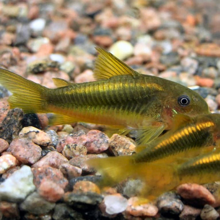 CW010 - GOLD LASER CORYDORA | Fish Mania Aquatics - FINatical About Fish