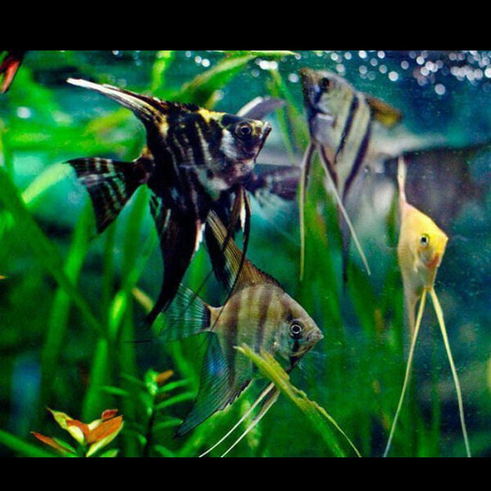 Smallest store freshwater angelfish