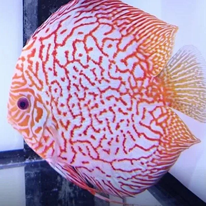 Live fish 2024 direct discus