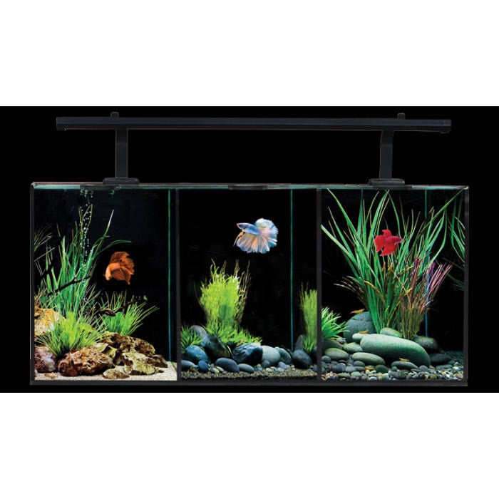 Aqua one shop betta trio