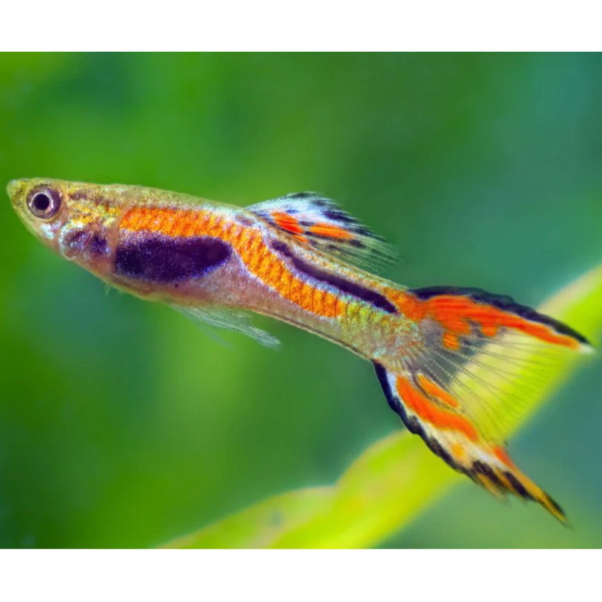 rainbow Endlers - Poecilia wingei *** special order 2-3 weeks*** | Fish ...