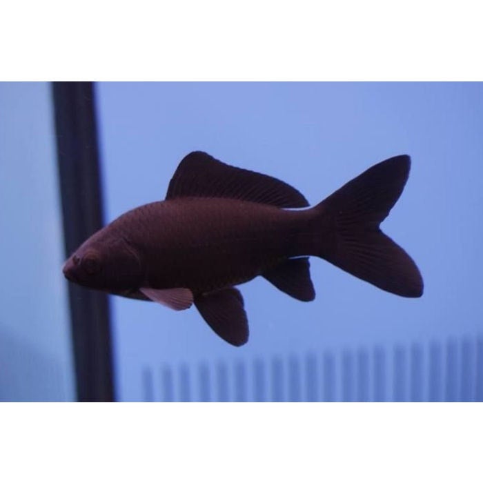 Black comet goldfish sales for sale