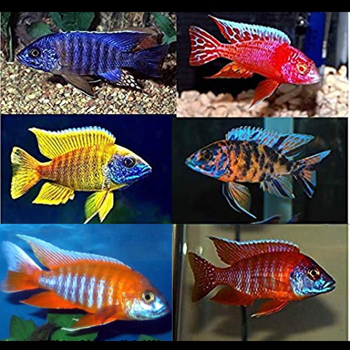 African Cichlids Haps