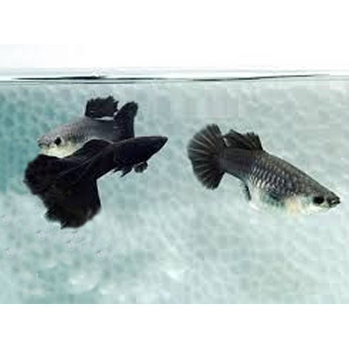 Full Black Dumbo Elephant Ear Guppy in Pairs | Fish Mania Aquatics ...