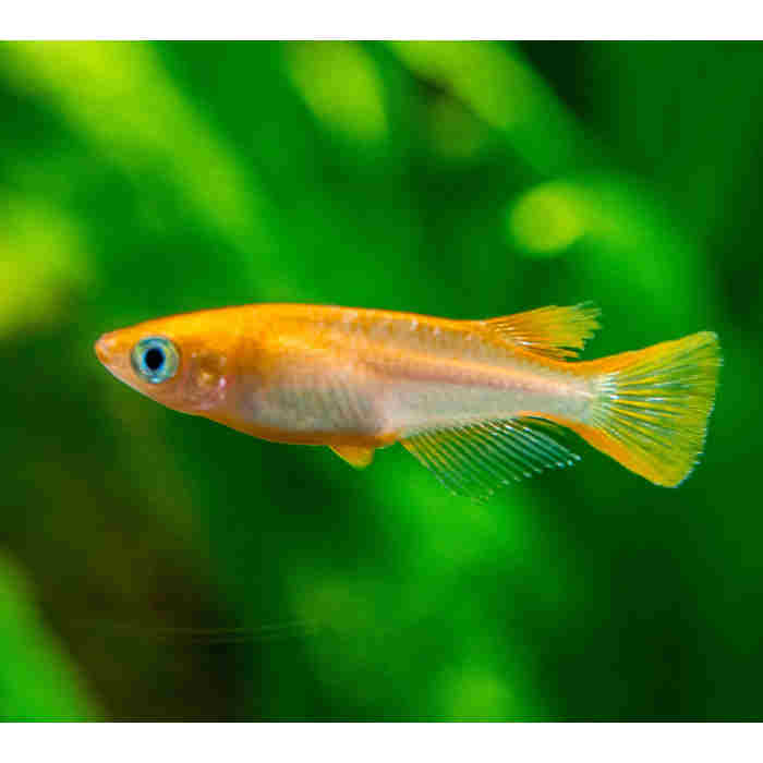 YOUKIHI MEDAKA ORANGE RICEFISH - Oryzias latipes youkihi | Fish Mania ...